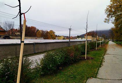 Na Slovensku pribudli vďaka národnému projektu SAŽP desaťtisíce stromov