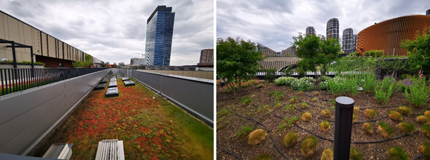 Extenzívna a intenzívna zelená strecha – Nivy centrum, Bratislava (SAŽP, 2024)